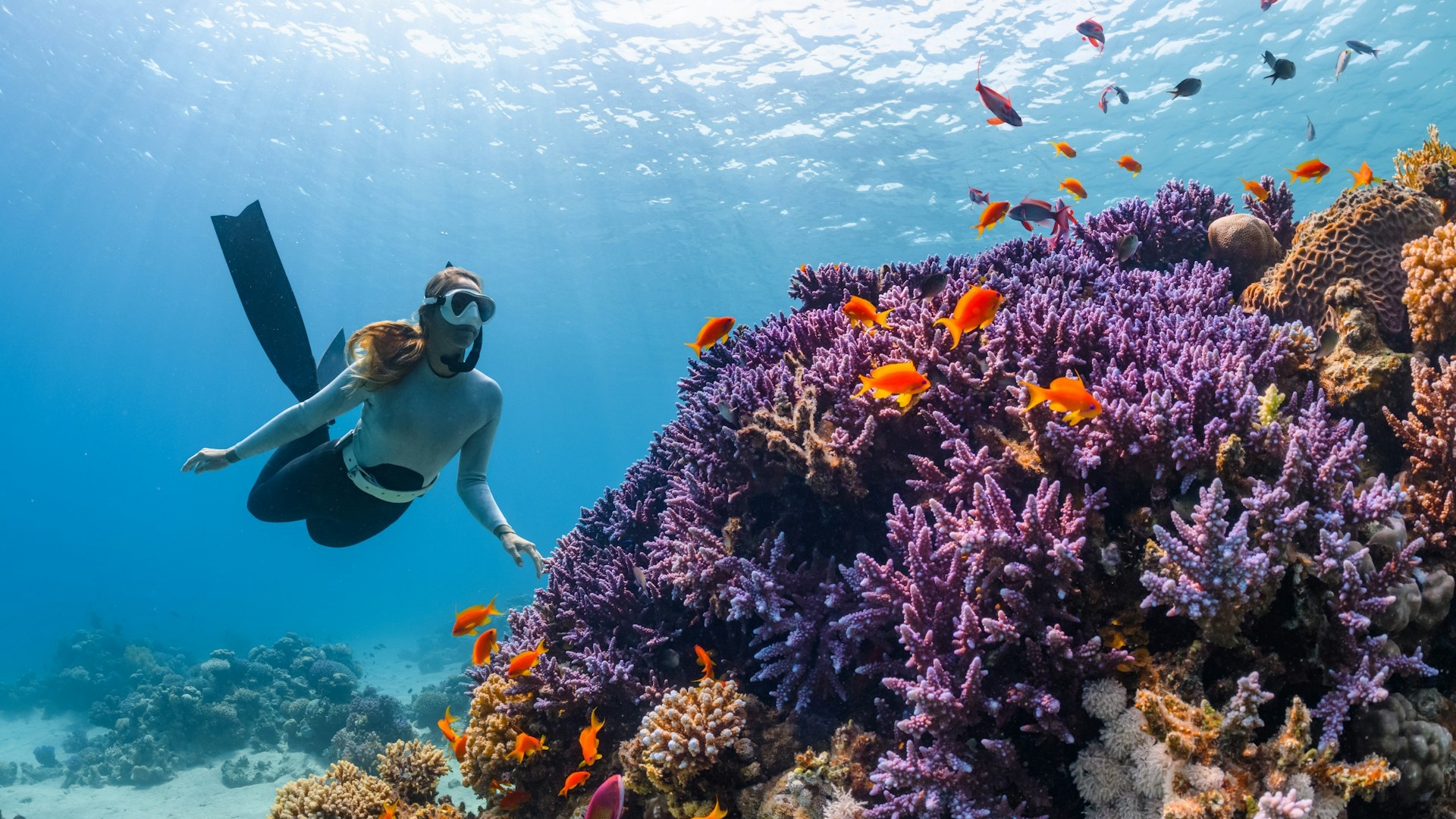 Palau | Night Dive & Reef Oddities